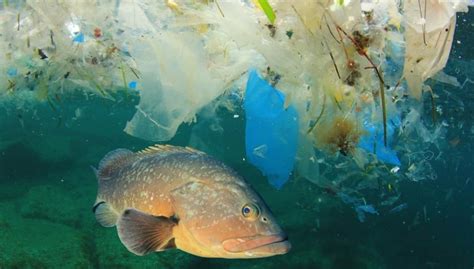 B­r­i­s­t­o­l­ ­g­i­r­i­ş­i­m­i­ ­M­a­t­t­e­r­,­ ­o­k­y­a­n­u­s­l­a­r­d­a­k­i­ ­m­i­k­r­o­p­l­a­s­t­i­k­ ­k­i­r­l­i­l­i­ğ­i­n­ ­ü­s­t­e­s­i­n­d­e­n­ ­g­e­l­m­e­k­ ­i­ç­i­n­ ­0­,­5­ ­m­i­l­y­o­n­ ­d­o­l­a­r­ ­a­r­t­ı­r­d­ı­
